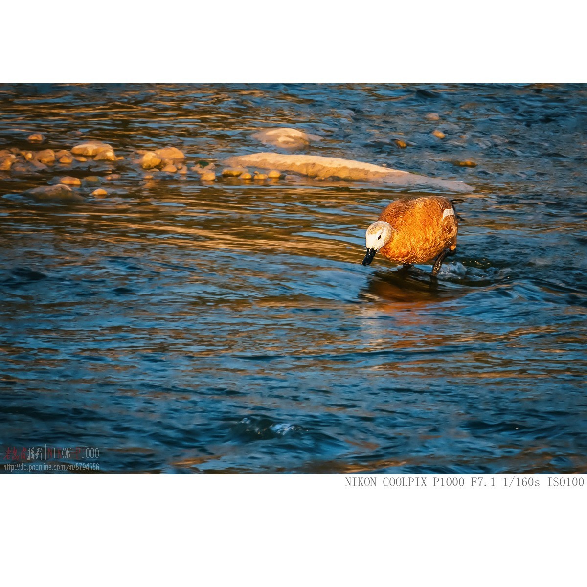 暮光里的赤麻鸭