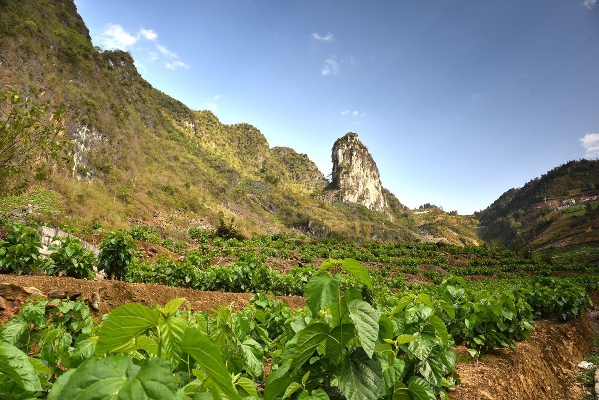 广西巴马至凌云路途随拍【3】