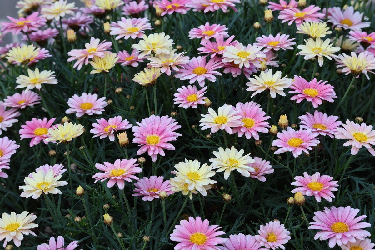 R62太冷清，还是回来发帖