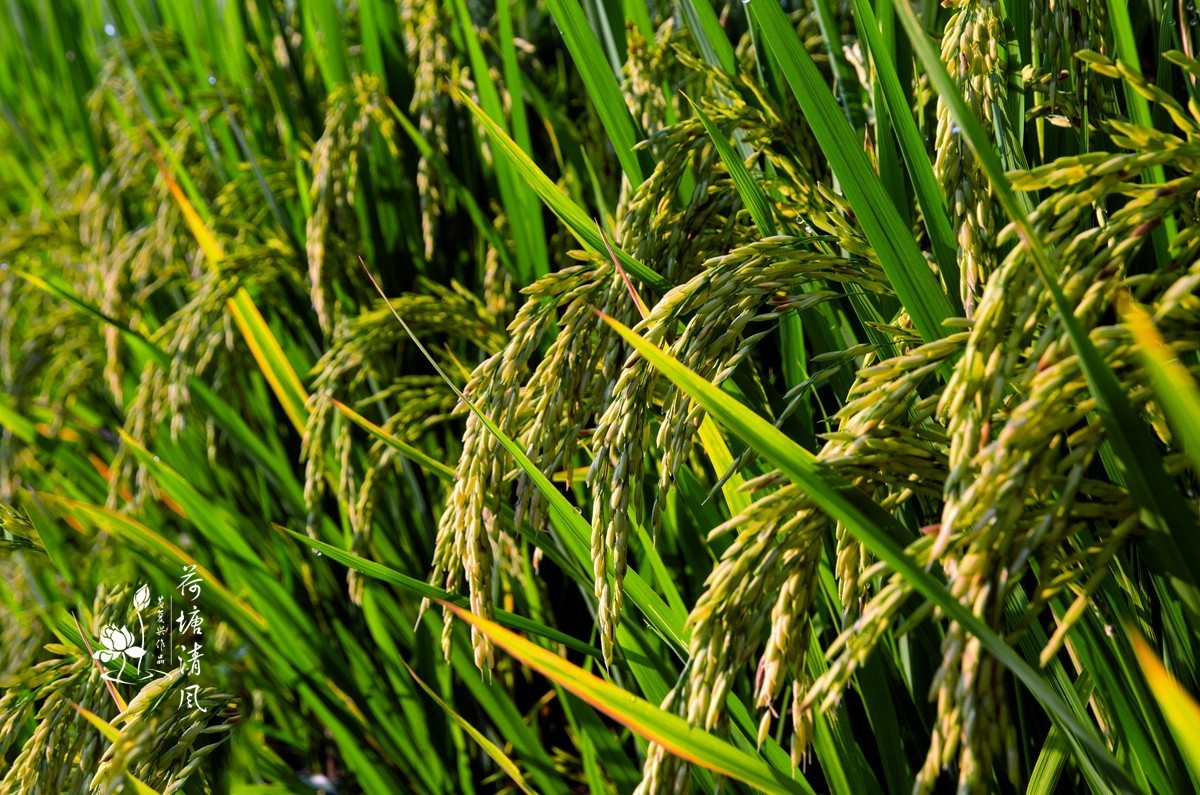 加油之城，美美安龙。美丽乡村，丰收在望。