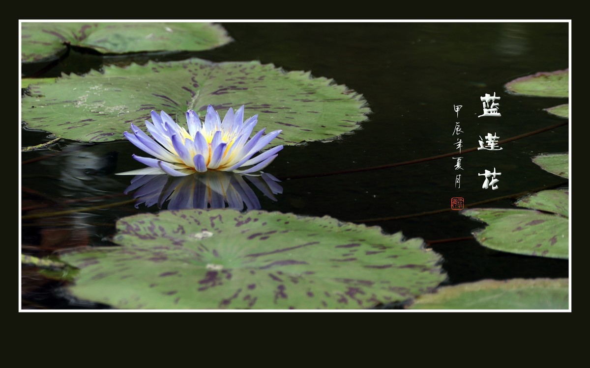 禅意浓浓的蓝莲花