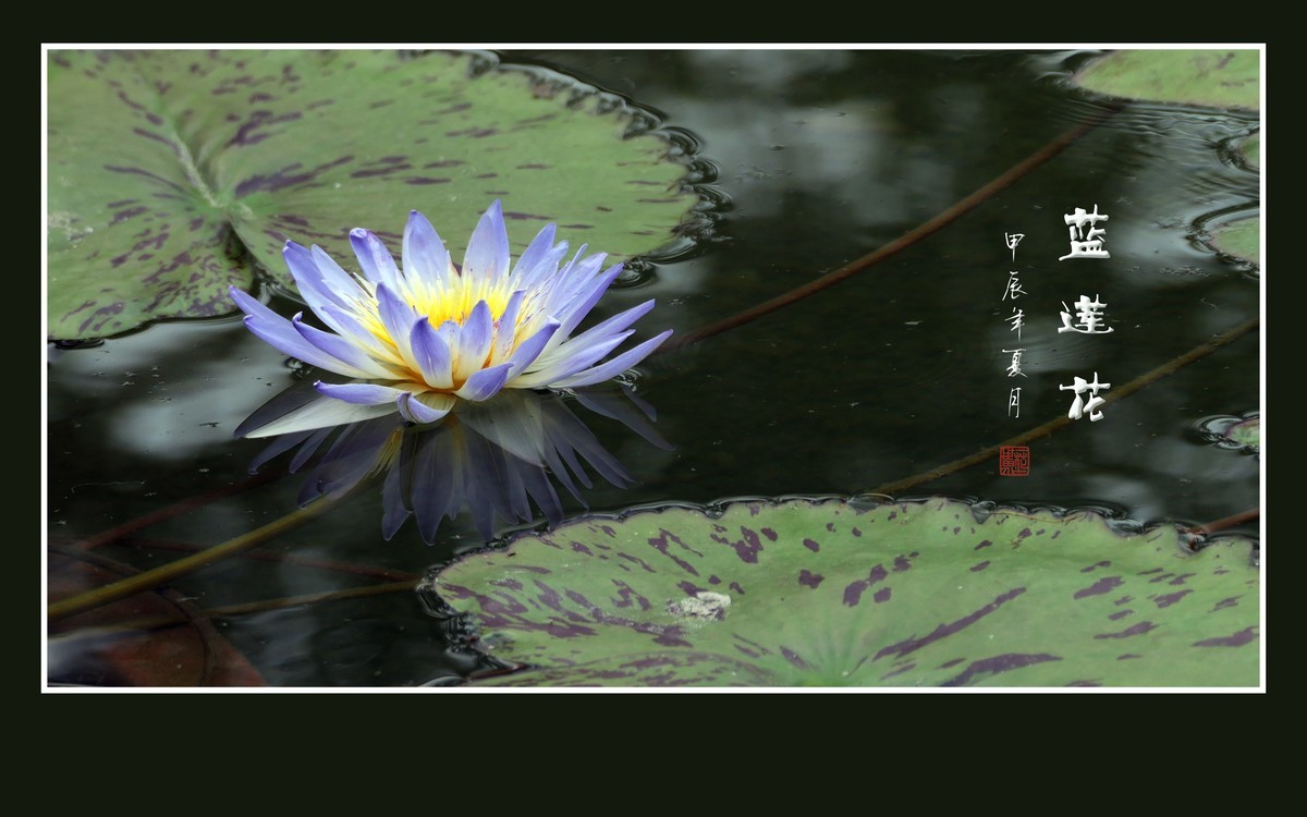 禅意浓浓的蓝莲花