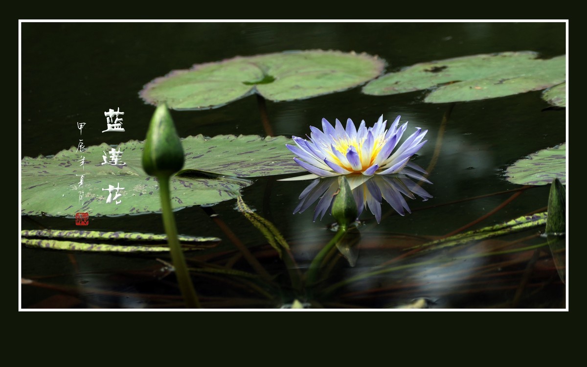 禅意浓浓的蓝莲花