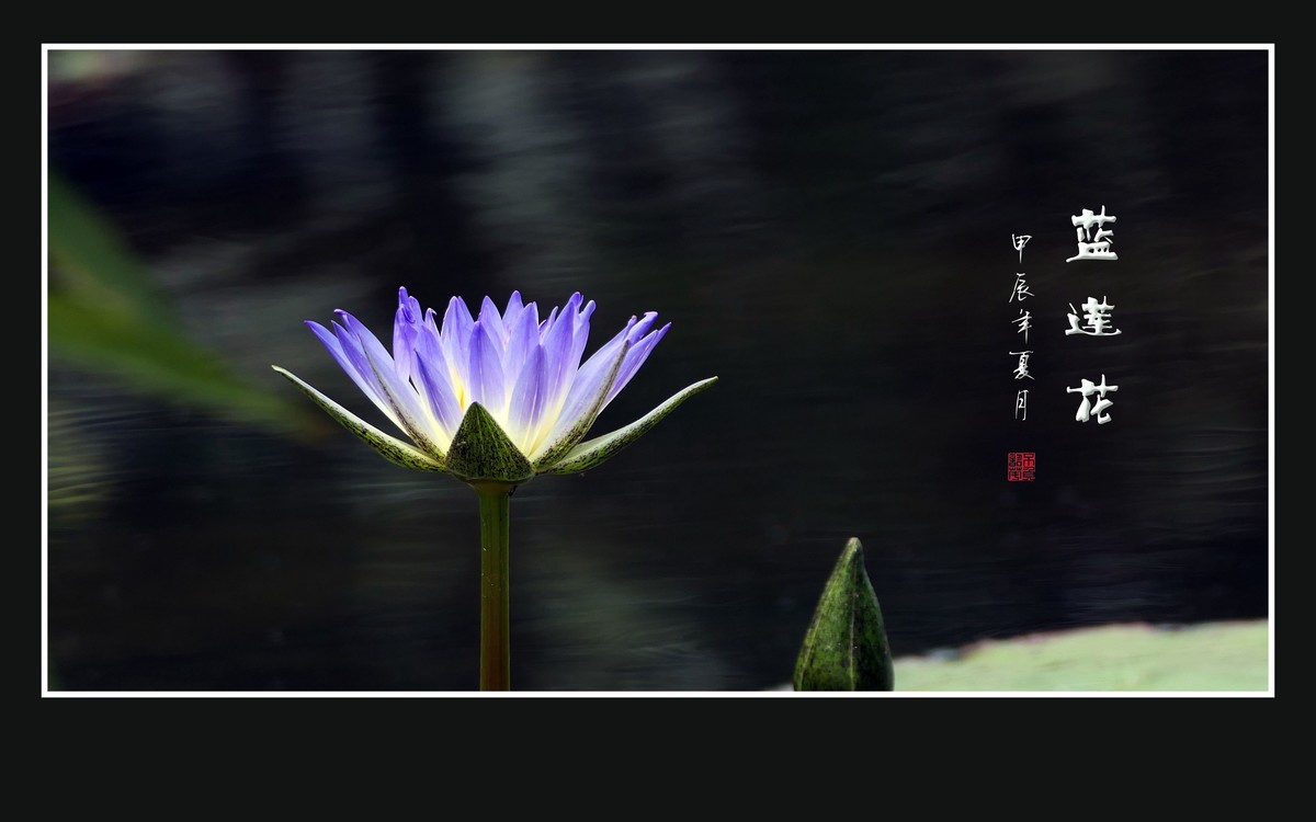 禅意浓浓的蓝莲花