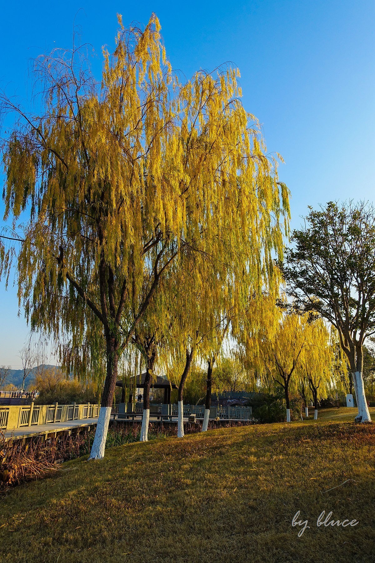 元旦游走白马湖公园