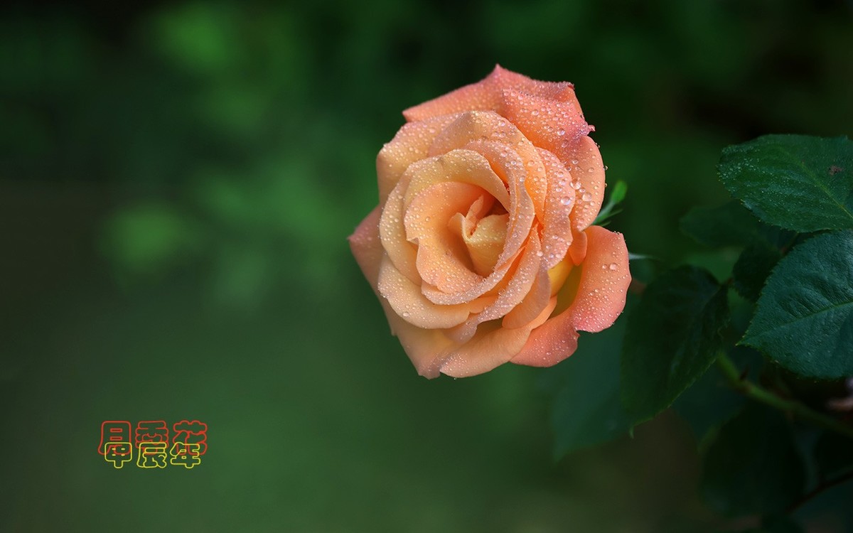 甲辰年月季花【2024-224】
