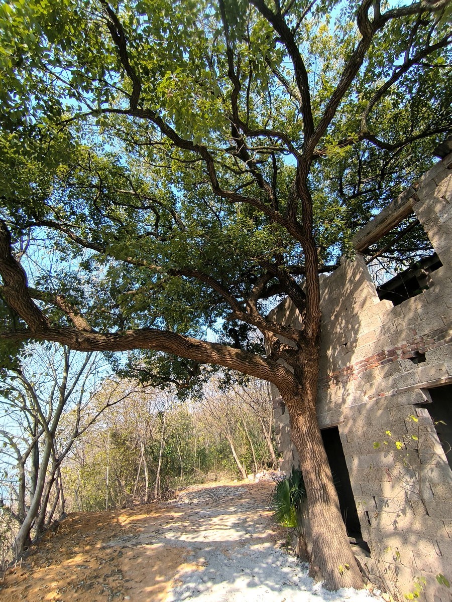 漫步星城 走街串巷（610）山野情趣