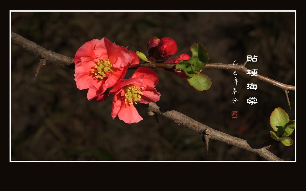 红红火火的贴梗海棠花