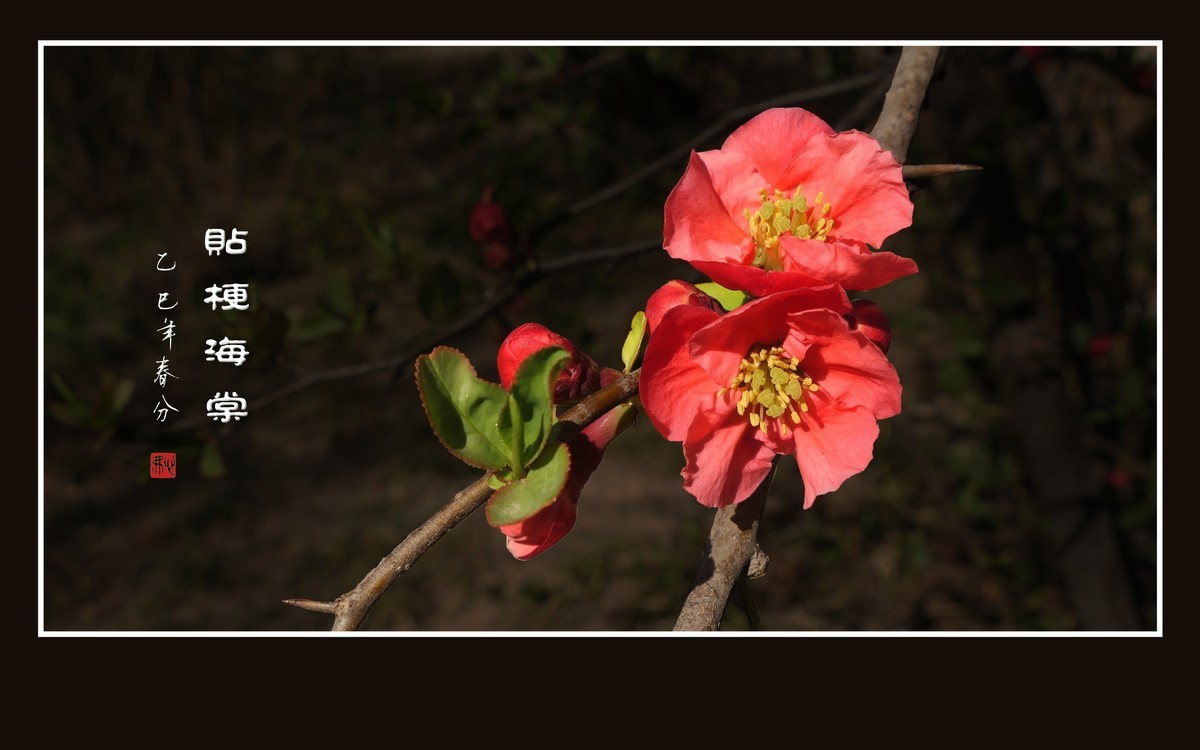 红红火火的贴梗海棠花