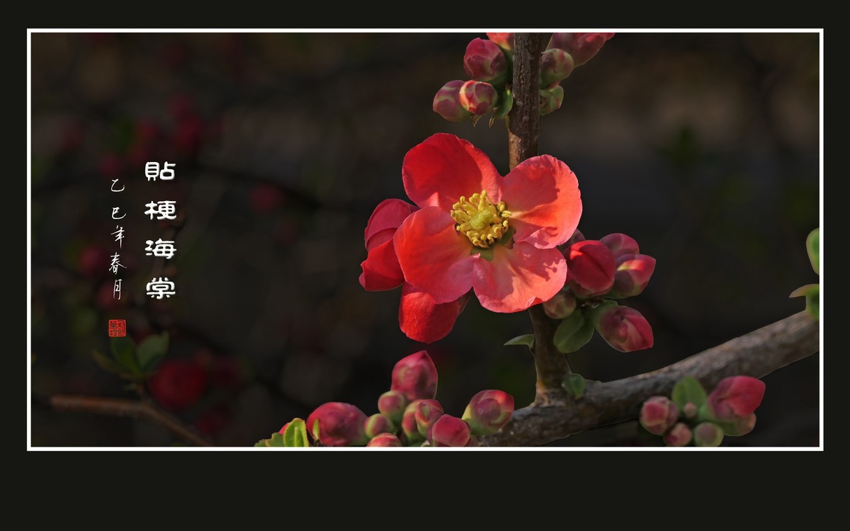 红红火火的贴梗海棠花