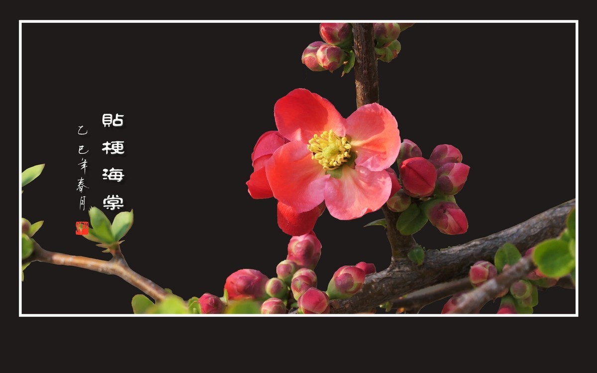 红红火火的贴梗海棠花