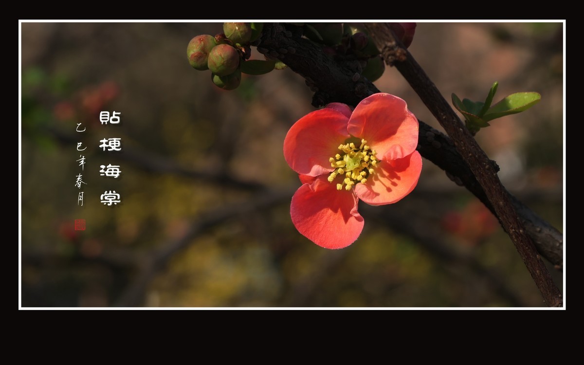 红红火火的贴梗海棠花