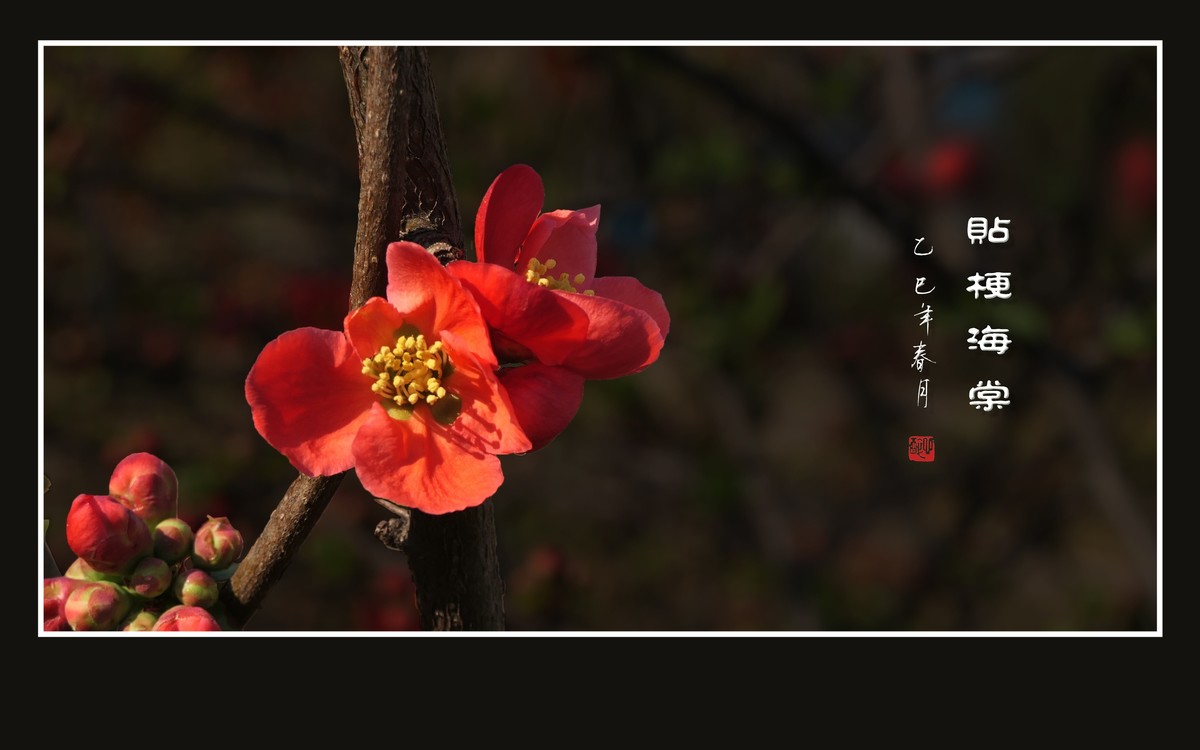 红红火火的贴梗海棠花