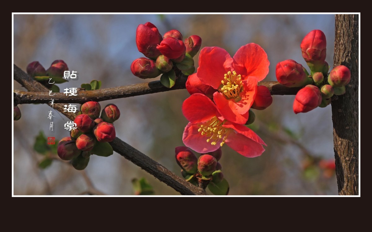 红红火火的贴梗海棠花