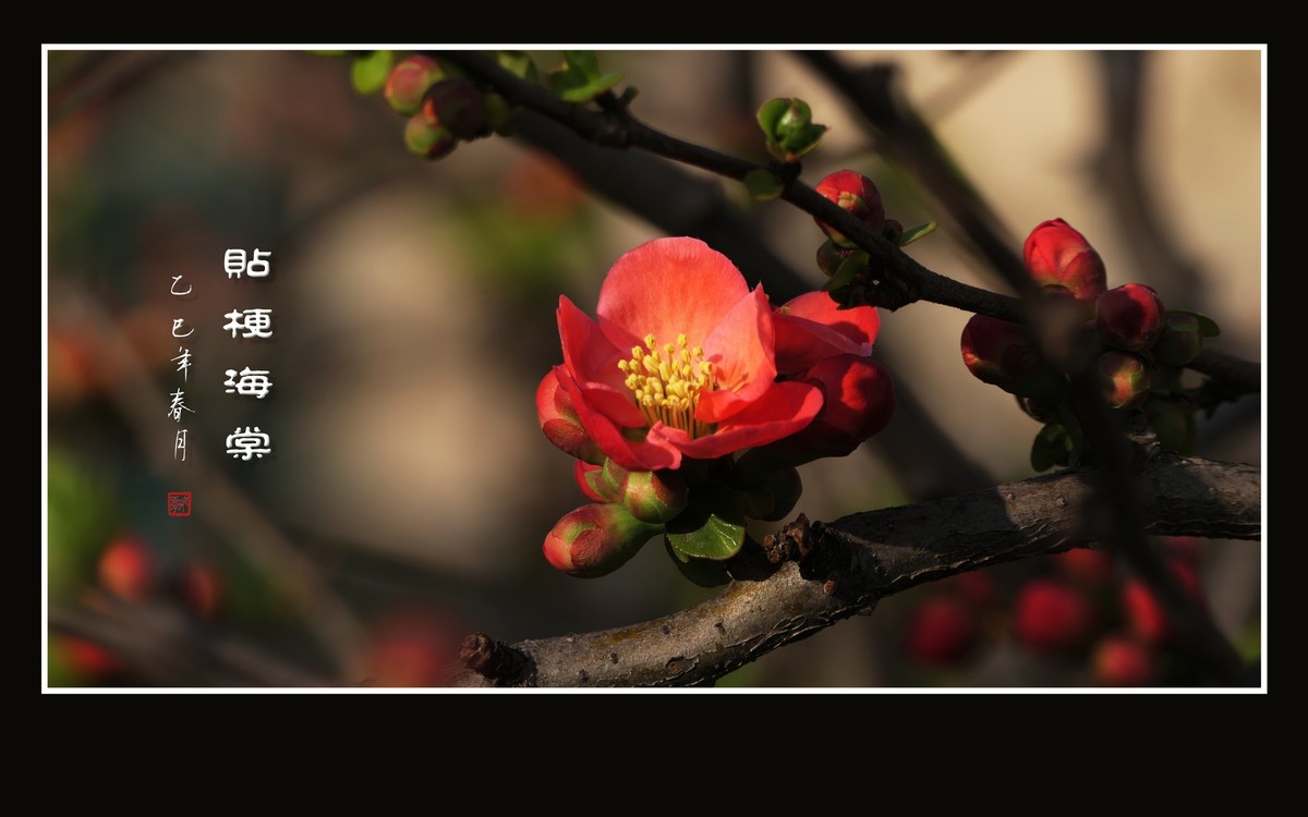 红红火火的贴梗海棠花