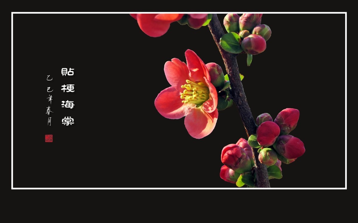 红红火火的贴梗海棠花