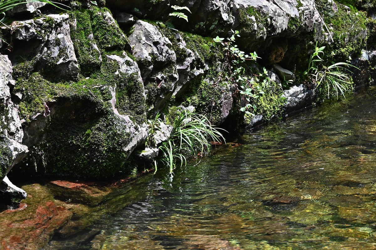 清清野溪水