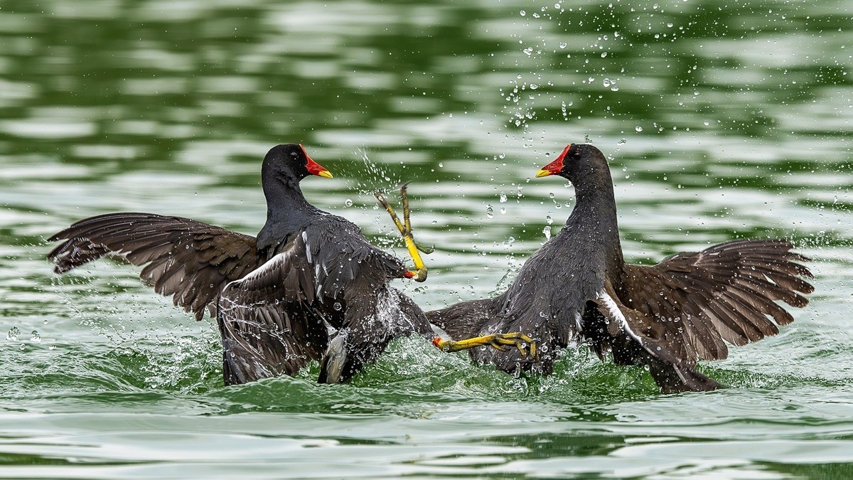 一泓碧水养群英。