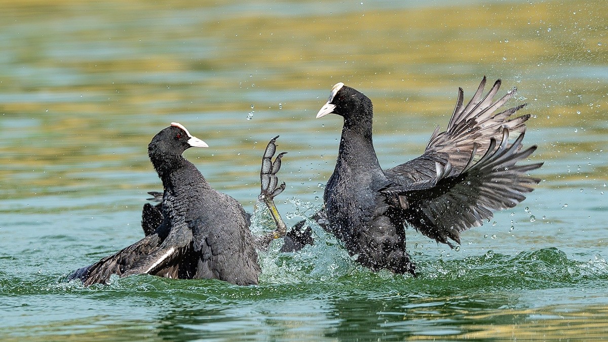 一泓碧水养群英。