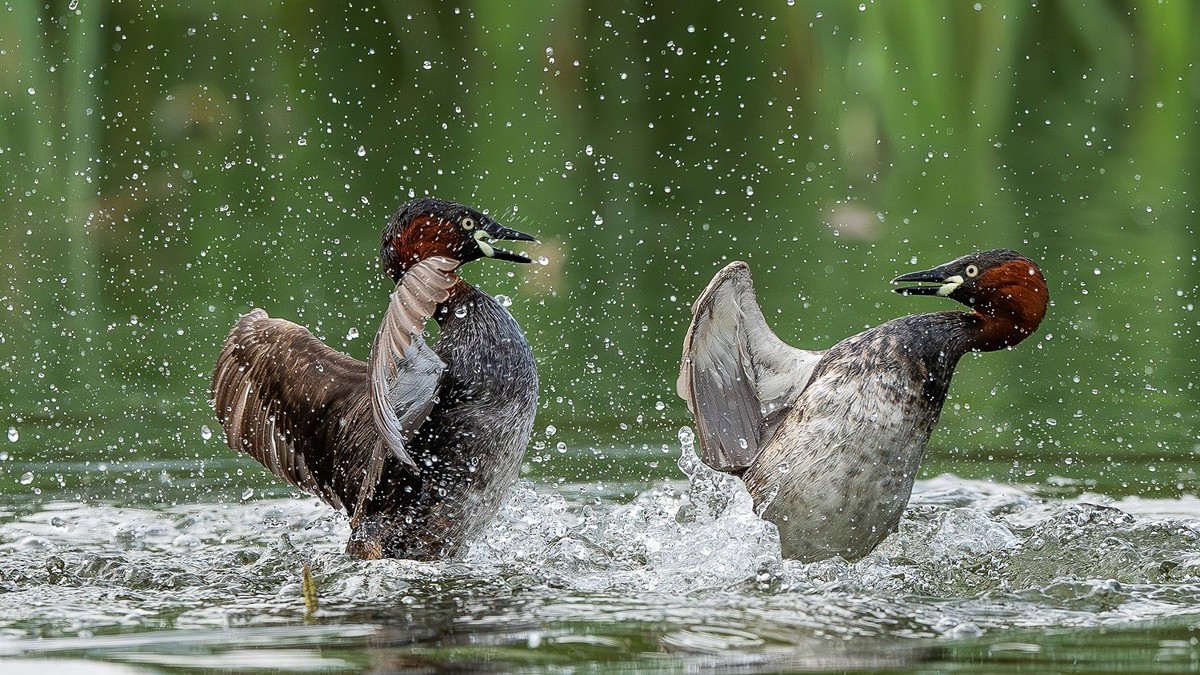 一泓碧水养群英。