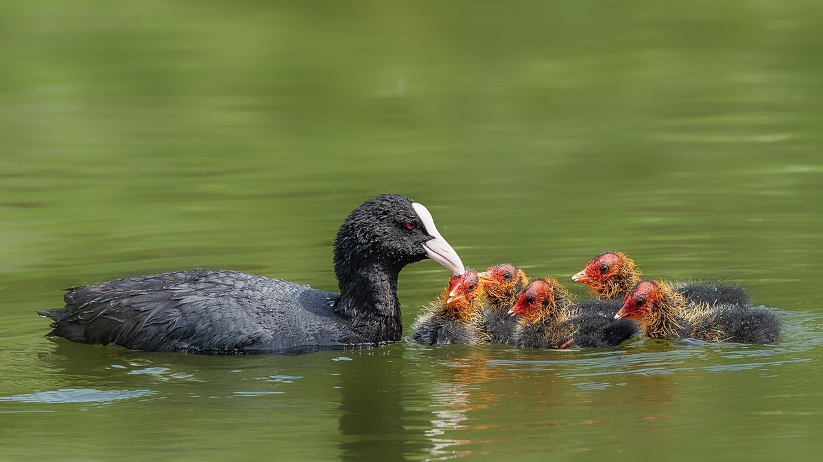 一泓碧水养群英。