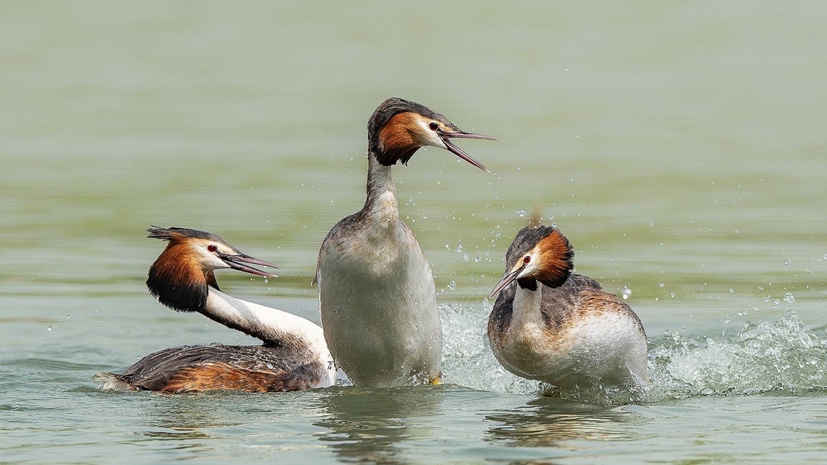 一泓碧水养群英。