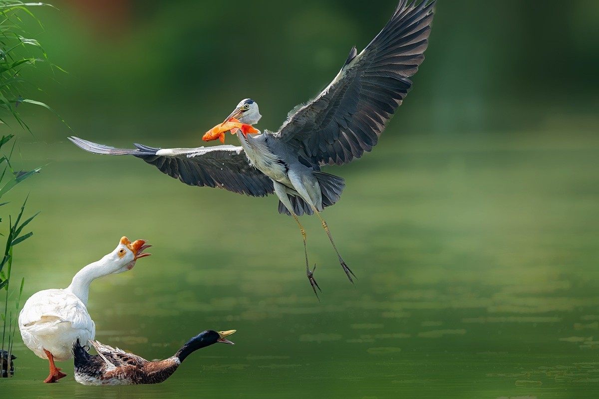 一泓碧水养群英。