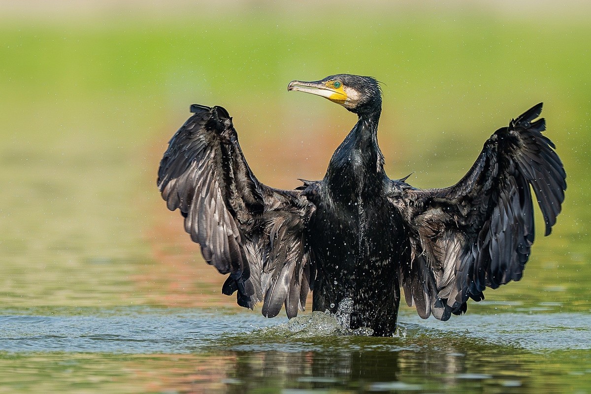 一泓碧水养群英。