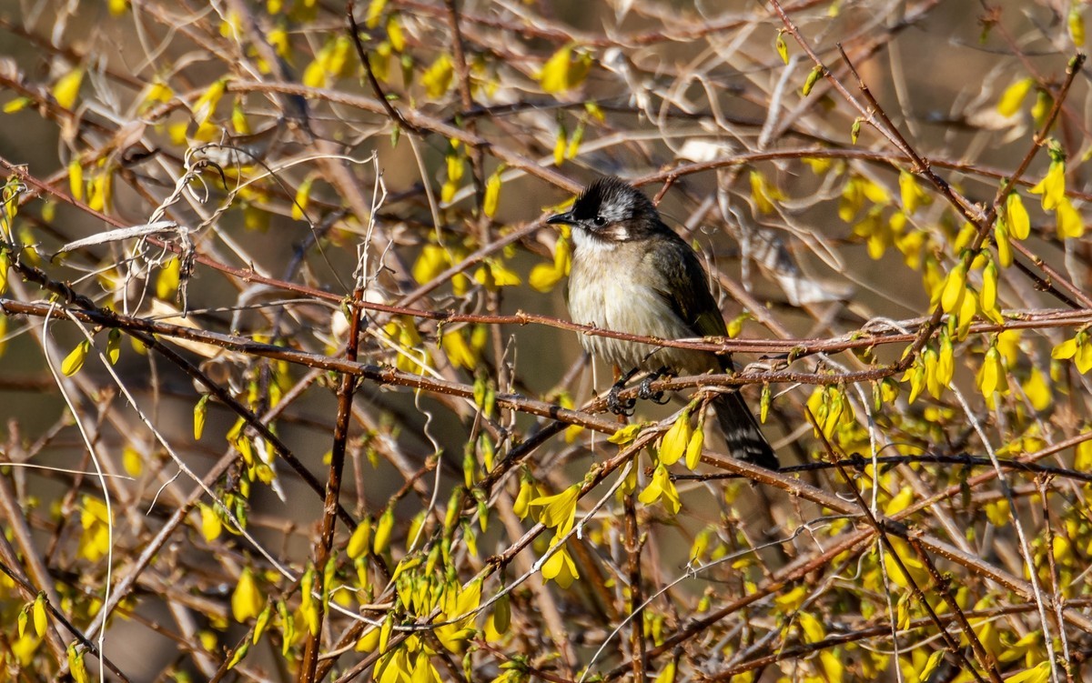 白头鹎（三十）
