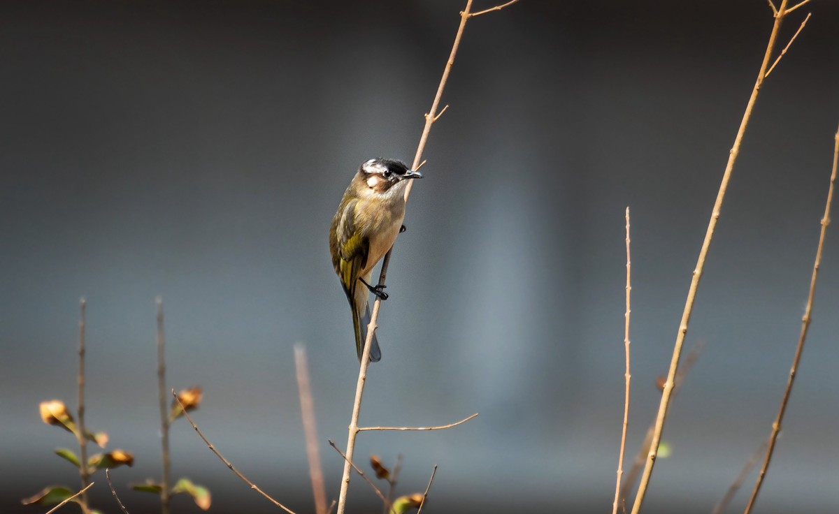 白头鹎（三十）