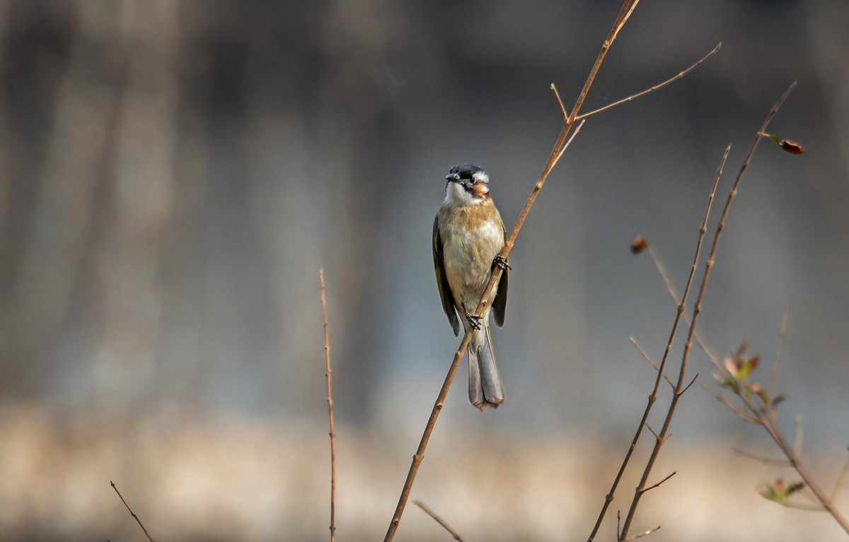 白头鹎（三十）