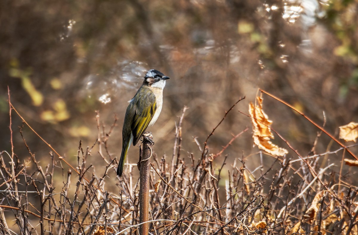 白头鹎（三十）