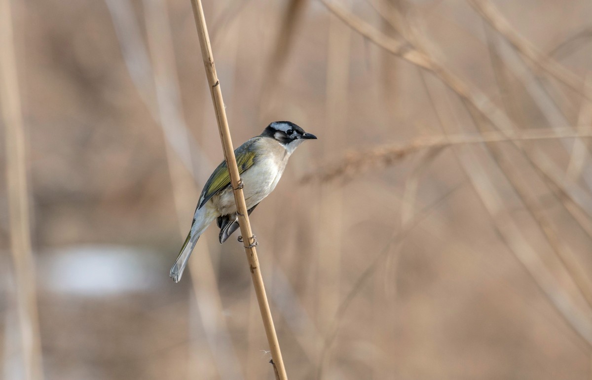 白头鹎（三十）