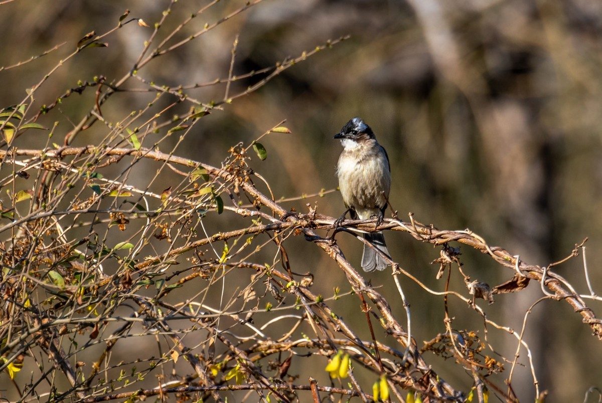 白头鹎（三十）