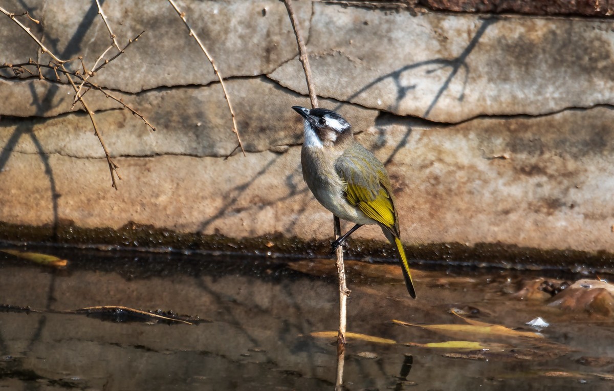 白头鹎（三十）