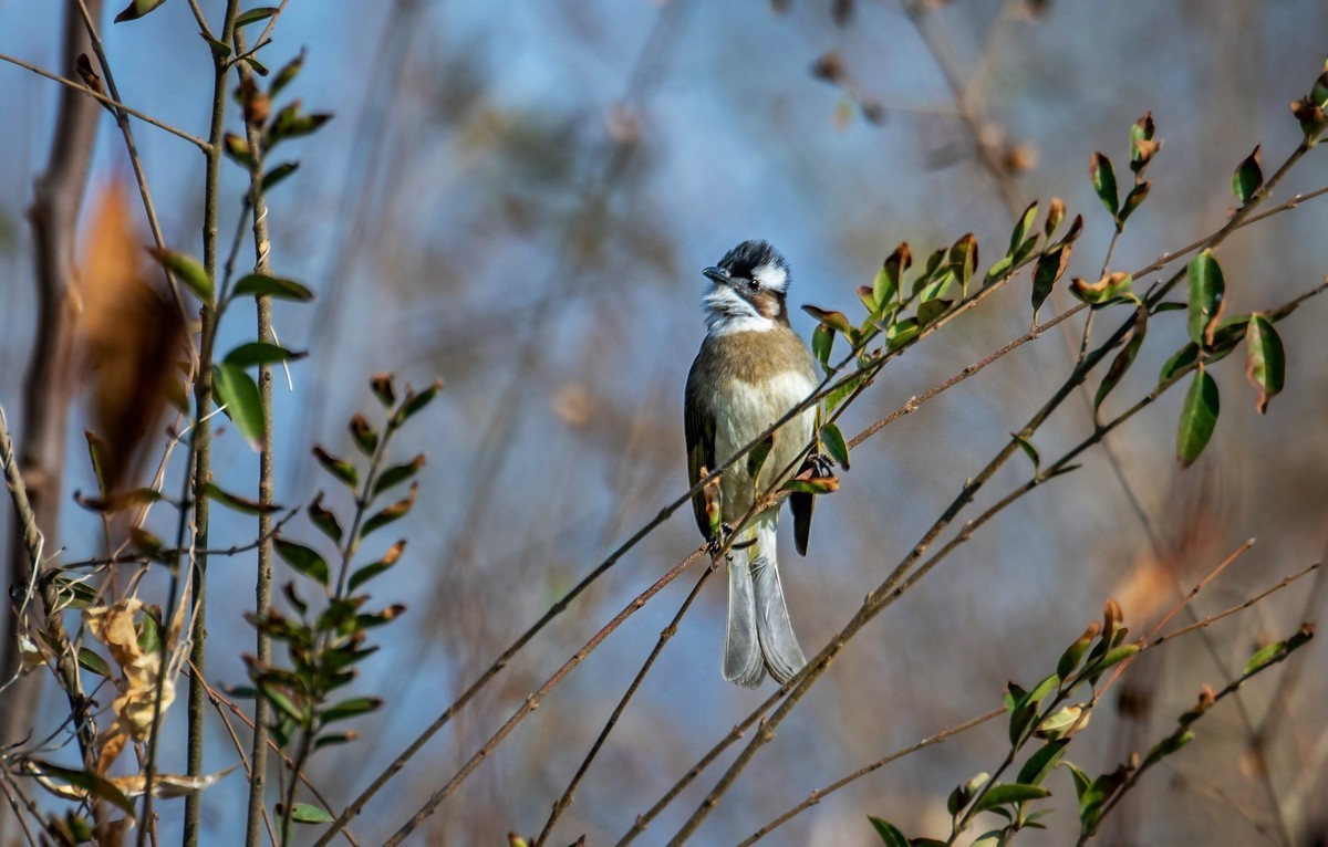 白头鹎（三十）