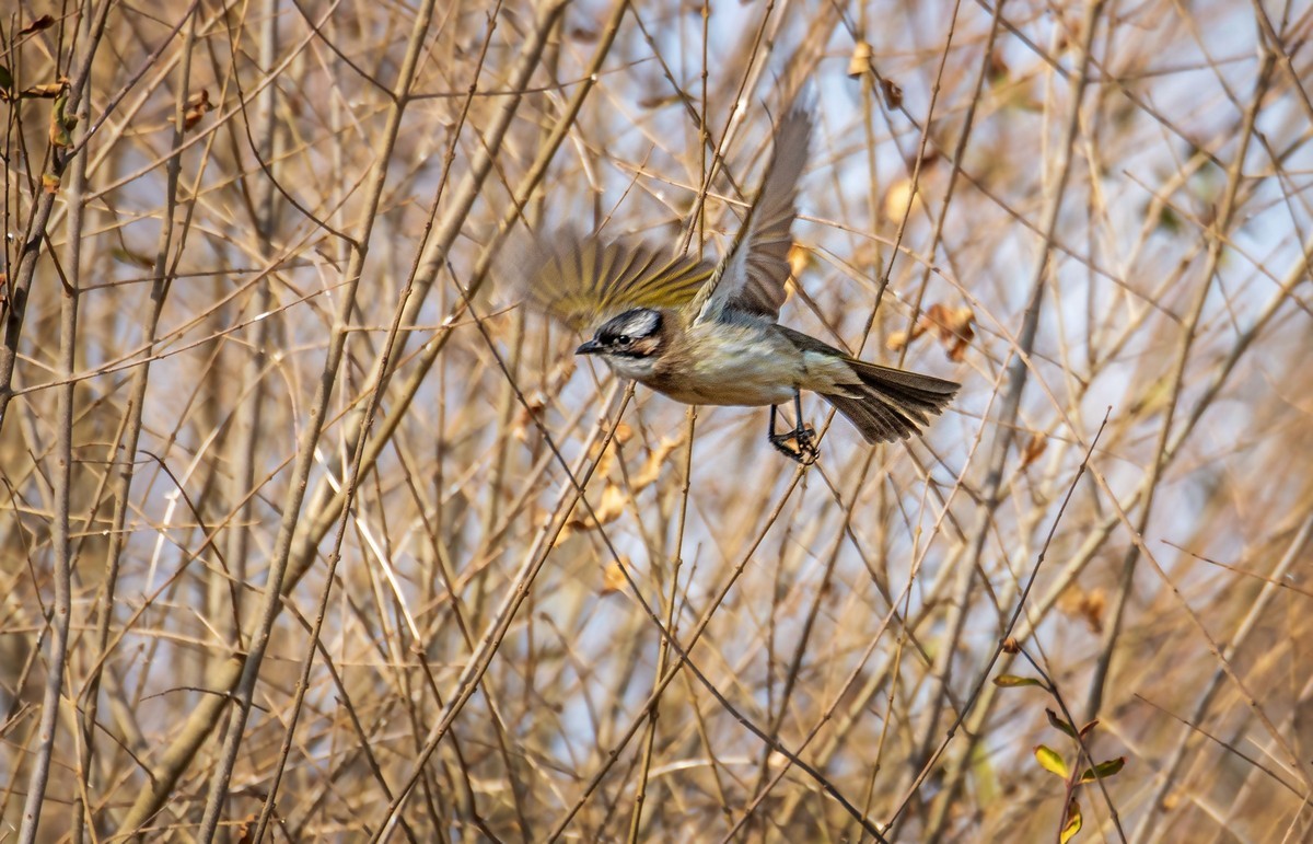 白头鹎（三十）