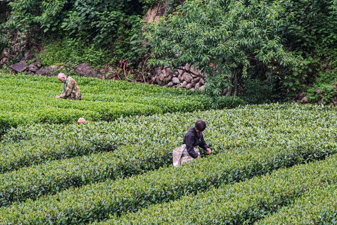 浙南--丽水-遂昌乡村【5】