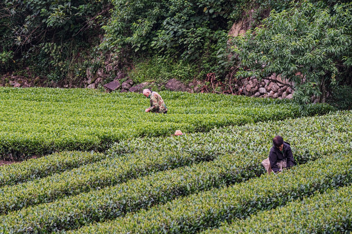 浙南--丽水-遂昌乡村【5】