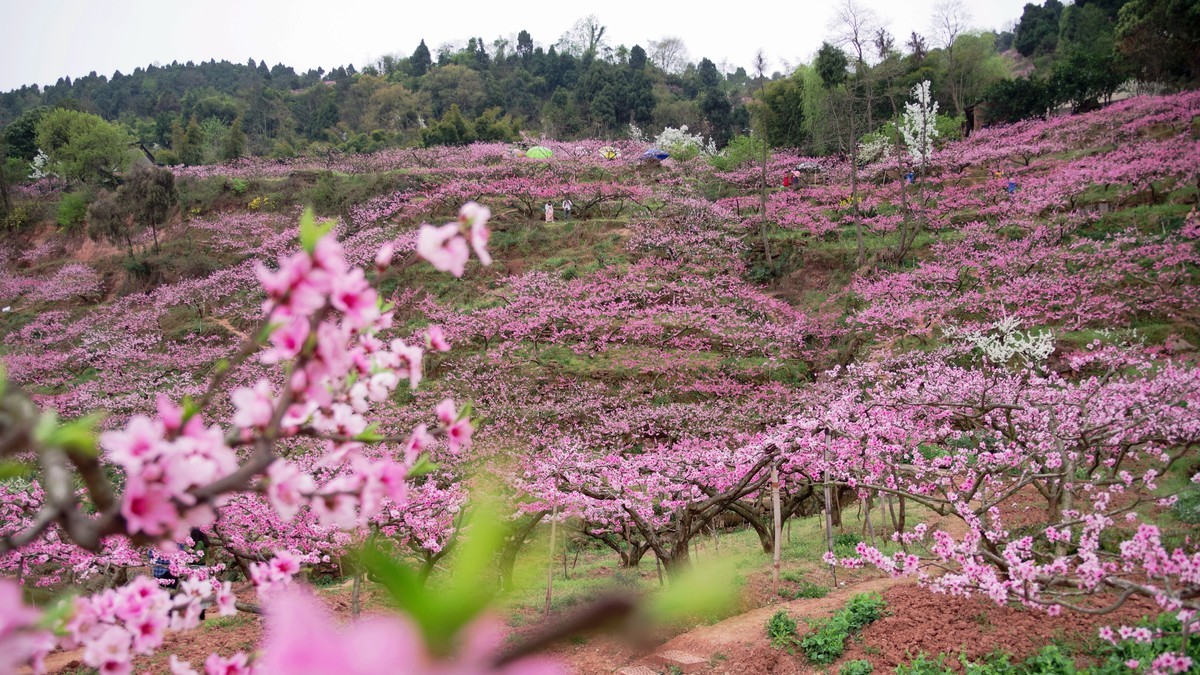 龙泉桃花沟图片