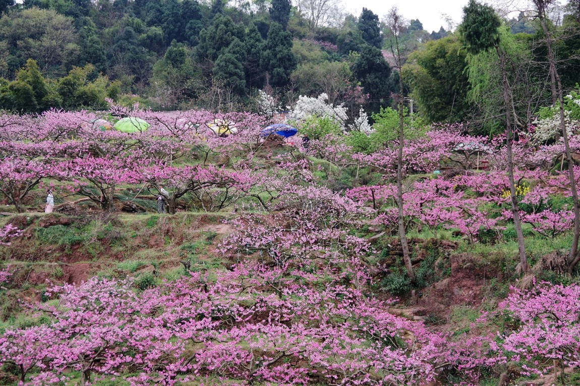 龙泉桃花沟图片