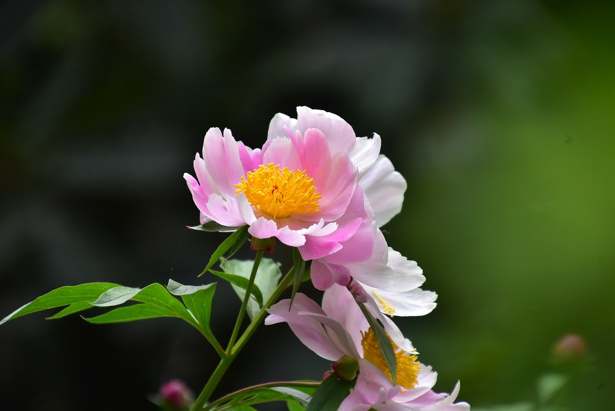 牡丹刚谢幕，芍药又芬芳