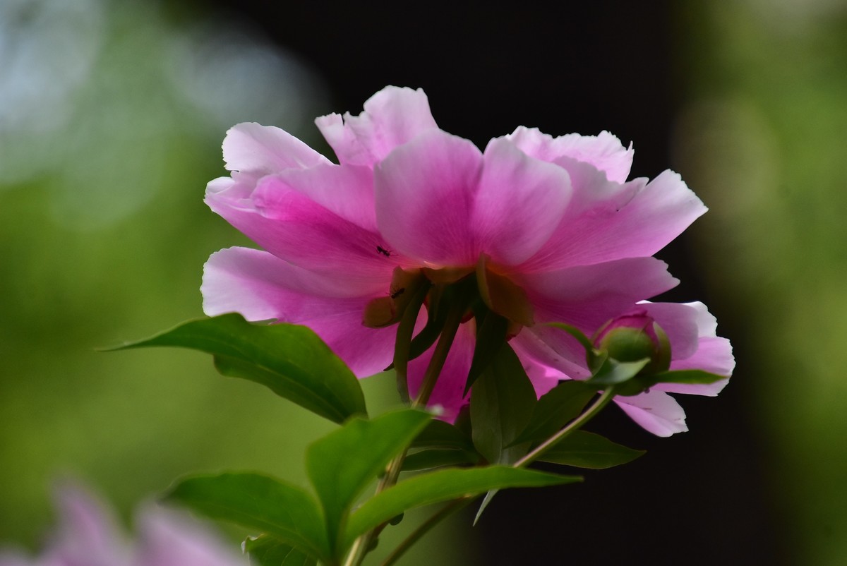 牡丹刚谢幕，芍药又芬芳