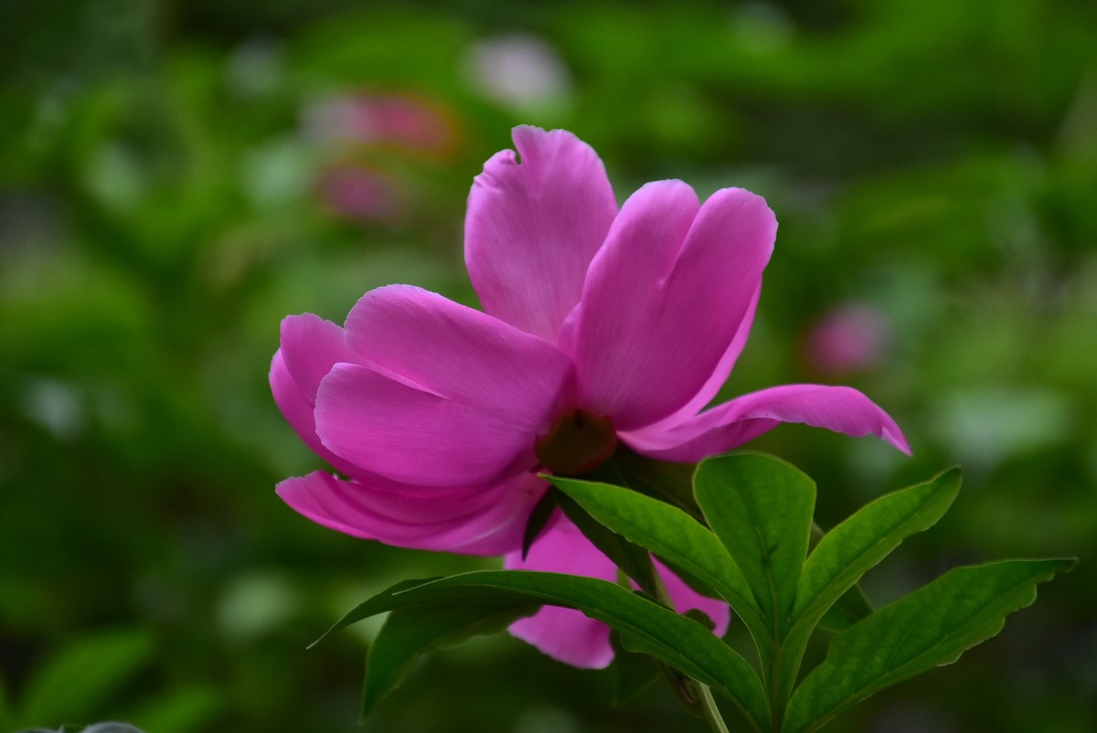 牡丹刚谢幕，芍药又芬芳