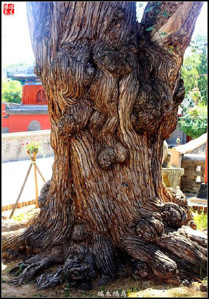 【京城寺庙集锦】52.大觉寺的故事