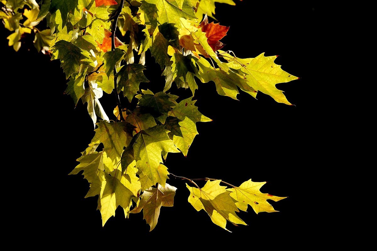 天凉好个秋——渐黄的梧桐叶