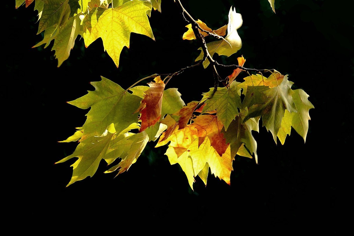 天凉好个秋——渐黄的梧桐叶