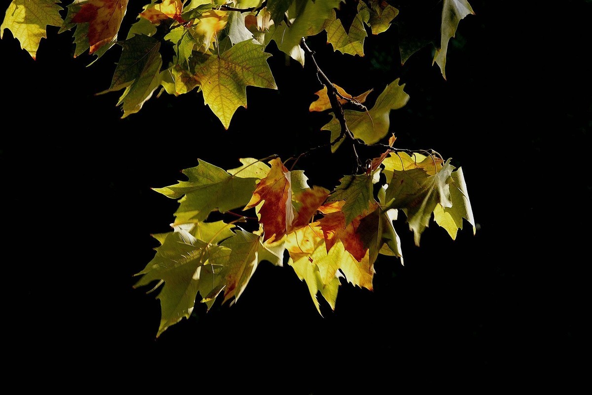 天凉好个秋——渐黄的梧桐叶