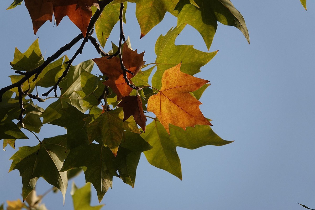 梧桐树的叶子黄叶图片