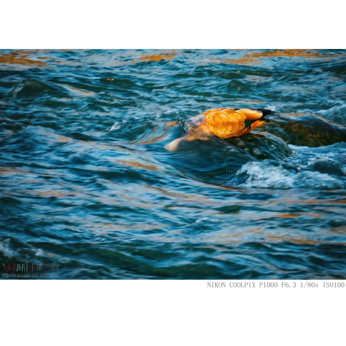 暮光里的赤麻鸭